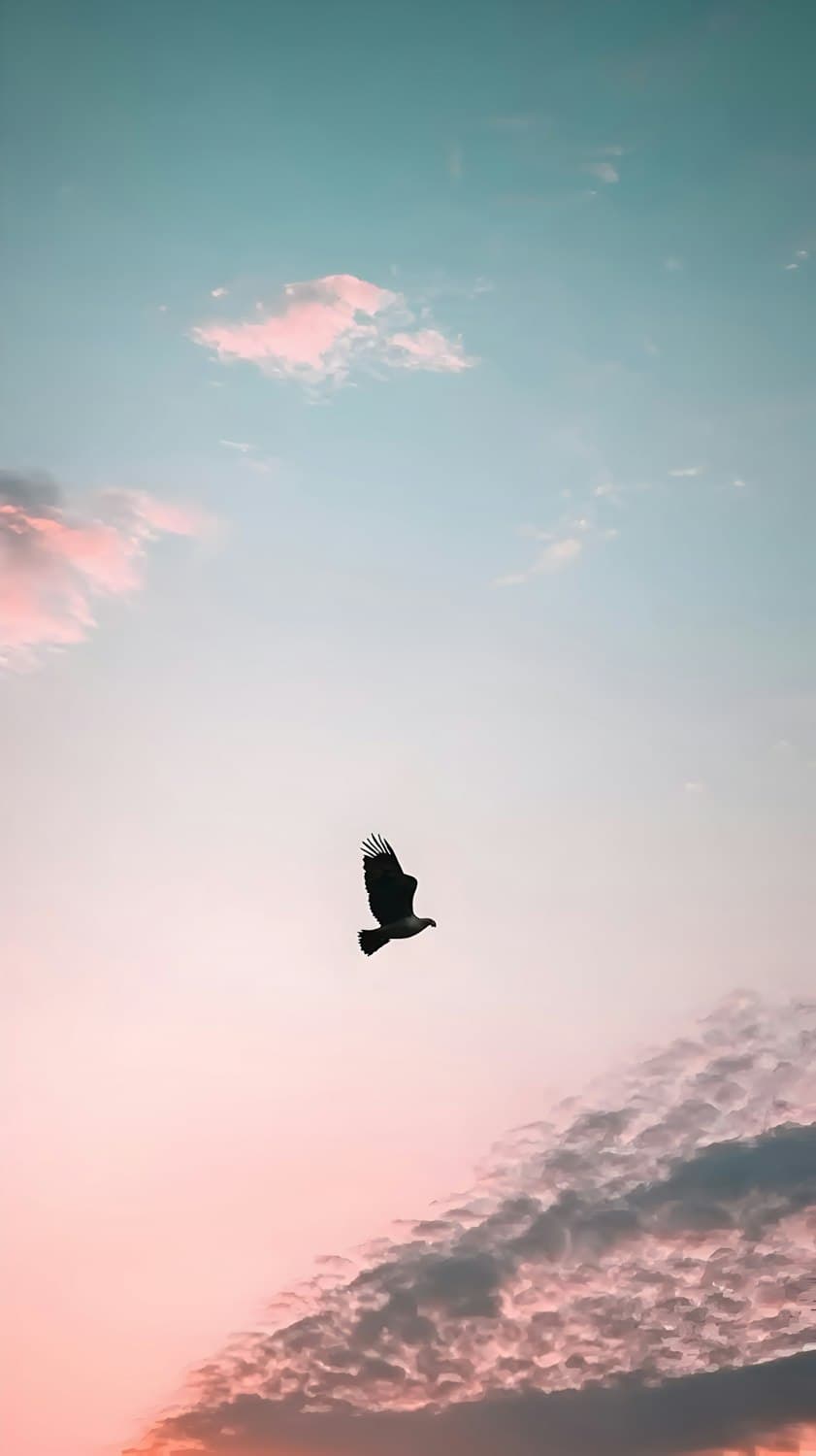 A bird of prey soaring against the evening sky